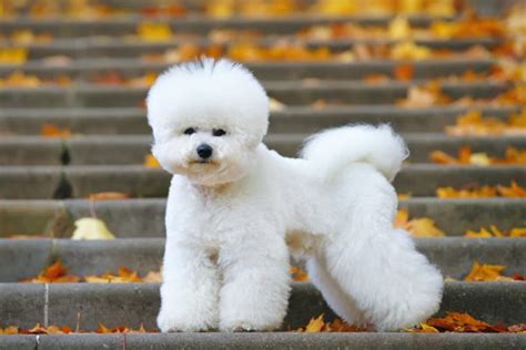 15 Adorable Bichon Frise Haircuts (With Pictures) – Dogster