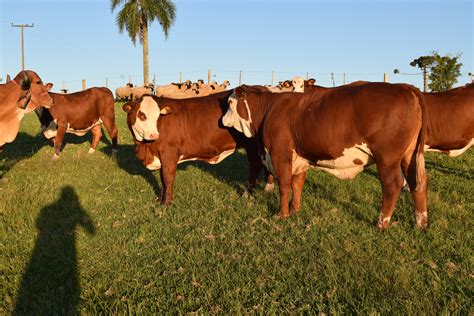 Red Angus Fazenda Basso E Pancotte Gen Tica De Resultado