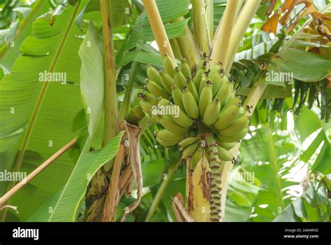 Musa zwerg Fotos und Bildmaterial in hoher Auflösung Alamy