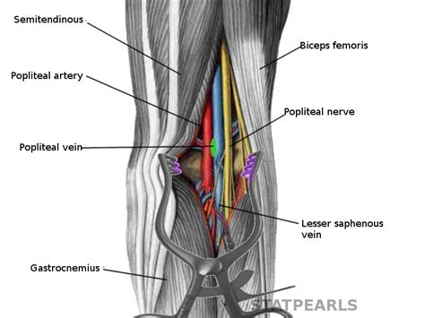 The Popliteal Fossa Borders Contents TeachMeAnatomy, 55% OFF