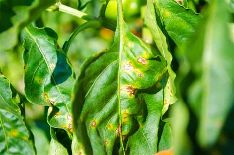 Brown Spots On Pepper Plant Leaves