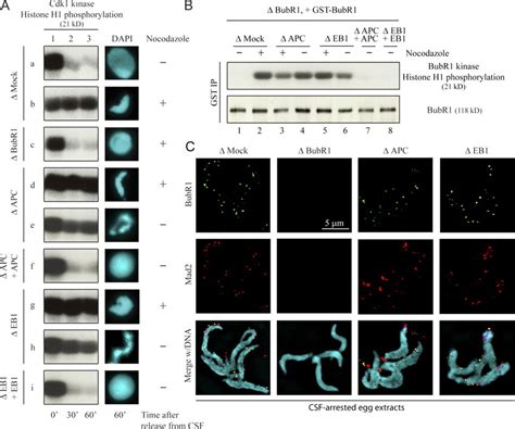 Apc Eb1 Depletion Arrests Xenopus Egg Extracts In Mitosis A Download Scientific Diagram