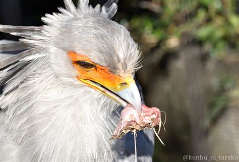 東武動物公園のヘビクイワシ Twitter