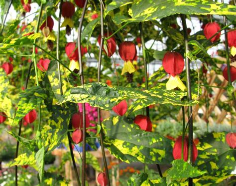 Abutilon - tips and guidance for the best possible care. Avoid windy spots!