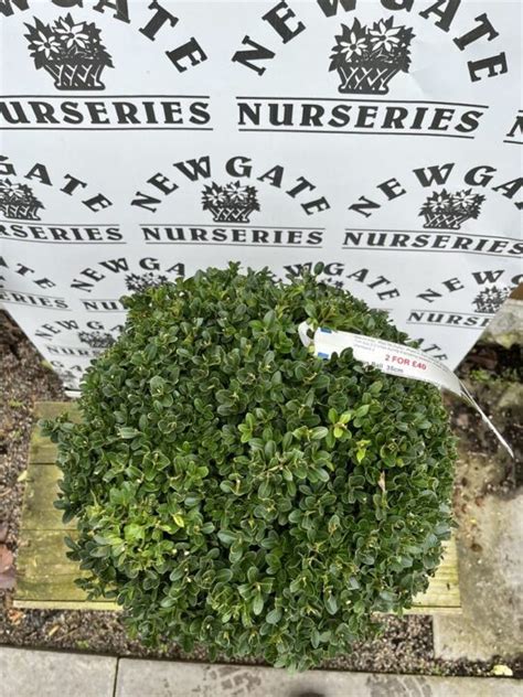 Buxus Sempervirens Box Ball 35cm Diameter Newgate Nurseries