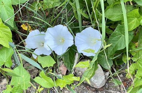 hedge bindweed from Kloboucká Brumov Bylnice 72 CZ on July 2 2023