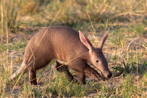 Aardvark Orycteropus Afer Lifestyle Diet And More Wildlife