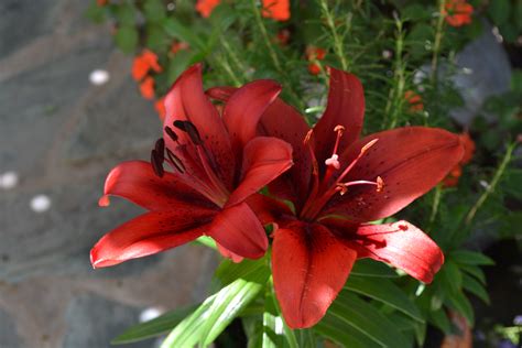 Fotos Gratis Hoja Flor Pétalo Primavera Rojo Botánica Jardín