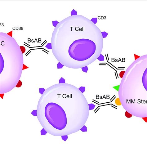 Pdf Dual Targeting Of Multiple Myeloma Stem Cells And Myeloid Derived