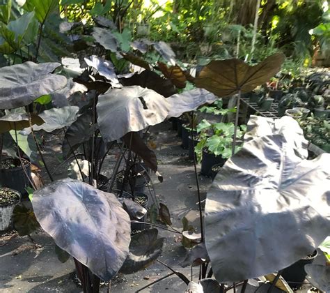 Colocasia Antiquorum Painted Black Gecko