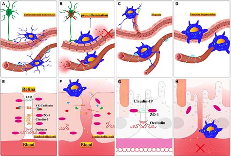 Frontiers Microglia The Breakthrough To Treat Neovascularization And