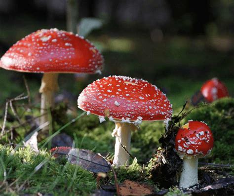 16 Colorful Mushrooms And Fungi Found Around The World