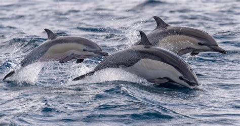 ca heo  duong cho tau ra dao truong sa mang xa hoi du lich