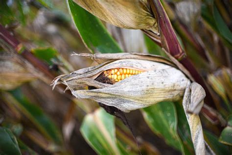 Closeup Corn On The Dry Stalk In The Corn Field Stock Photo Image Of