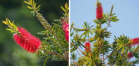 How To Fix Bottle Brush Trees Step By Step Guide 2025