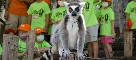 Bioparc Valencia Abre Las Inscripciones De La Escuela De Vacaciones