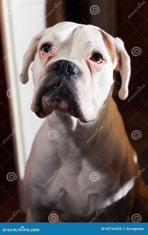 Cute White Boxer Dog Stock Photo - Image: 60754424