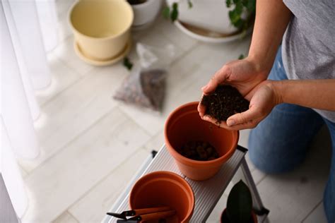 A Complete Guide To Fertilizing Houseplants