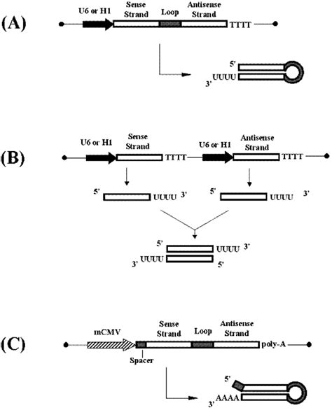 Basic SiRNA Expression Cassettes A U6 Or H1 PolIII Promoters Drive