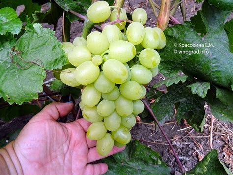 Сорт винограда Серафимовский