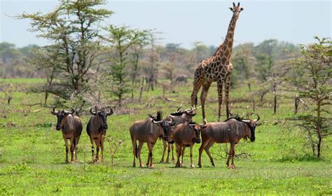 6 Days Selous And Mikumi Safari