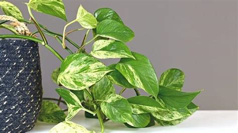 Marble Queen Pothos Care Guide Plant Grow Propagate