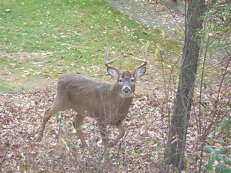 Beyond the Cheddar Curtain: 8 Point Buck Sneaks Through Yard