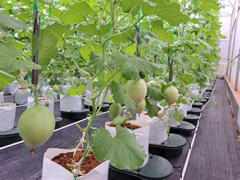 Budidaya Melon Hidroponik Madina Green House Zona Madina