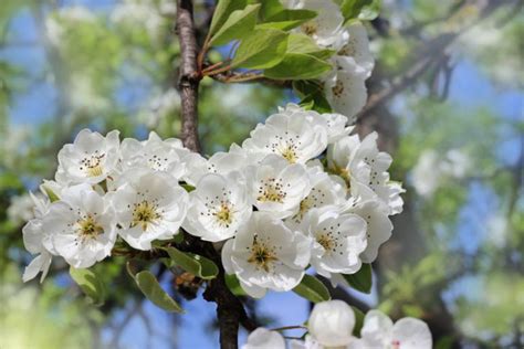 Pyrus Communis Orient European Pear