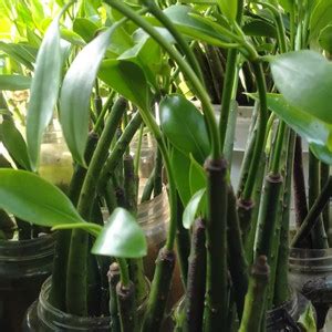 Jual Pl Bibit Pohon Bakau Atau Mangrove Btg Kab Bekasi