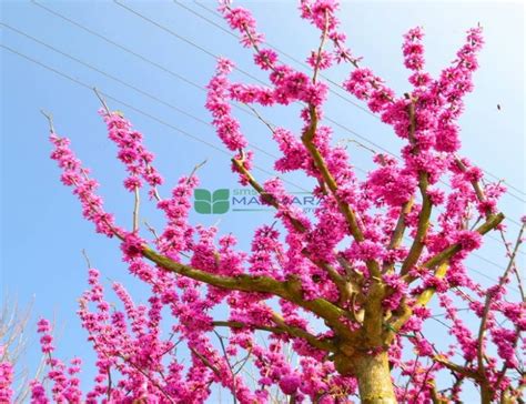 Багрянник китайский - Cercis chinensis (LEGUMINOSAE) - SMS Marmara Group