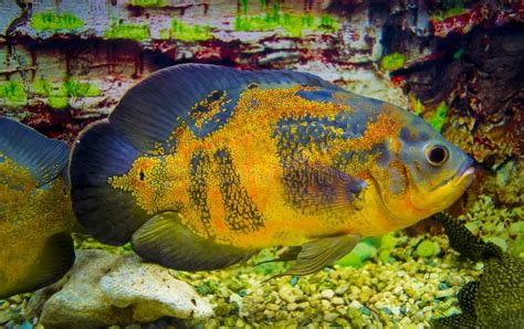 Astronotus Ocellatus Oscar Fische Astronotus Ocellatus Schwimmen