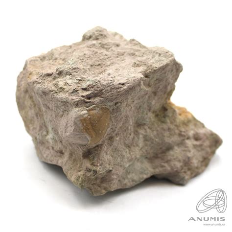 Окаменелость с трилобитом и кальцитом Размер 8,5×5 см. Лот №6517 ...