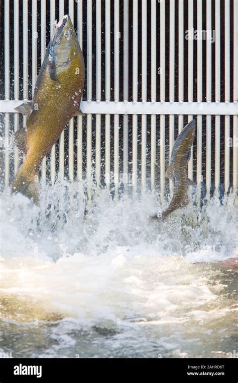 Hatchery Chinook Salmon Hi Res Stock Photography And Images Alamy