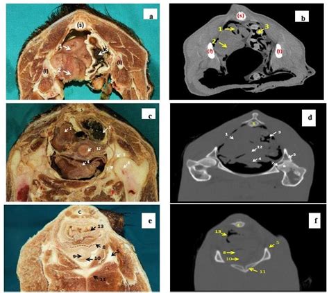 Anatomical Cross Section Of Pelvic Cavity Of Female Baladi Goat And Its Download Scientific