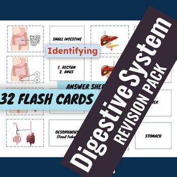 Digestive System Revision Flash Cards Puzzles By Da Science Shop