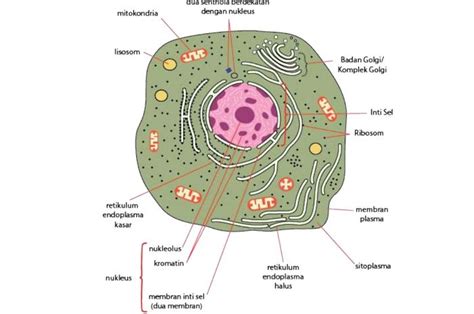 Komposisi Sel Beserta Struktur Dan Fungsi Masing Masing Materi Biologi