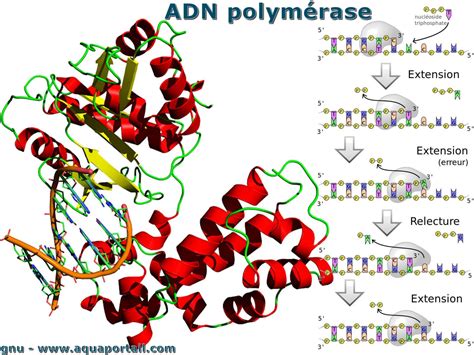 Unite Structurale La Cellule Et ADN