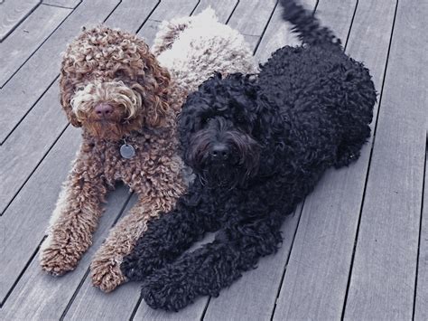 Australian Labradoodles Central Coast Gardening