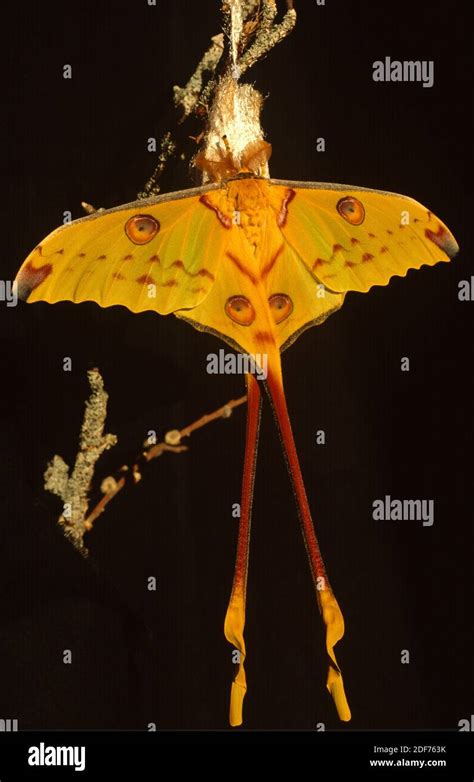 Malaysian Moon Moth Actias Maenas Ia A Moth Native To Southeastern