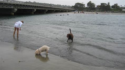 Arellano family: Del Mar dog beach