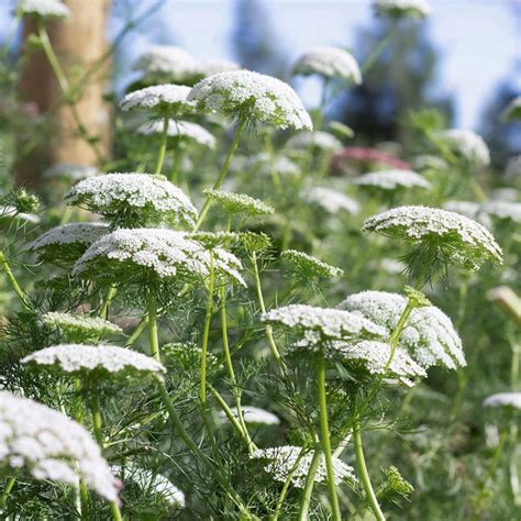 Jora Dahl Ammi Majus Queen Annes Lace 1 Package Bloomling