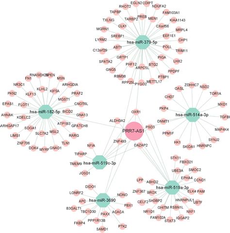 Frontiers Pan Cancer Analysis Of Super Enhancer Induced Prr7 As1 As A