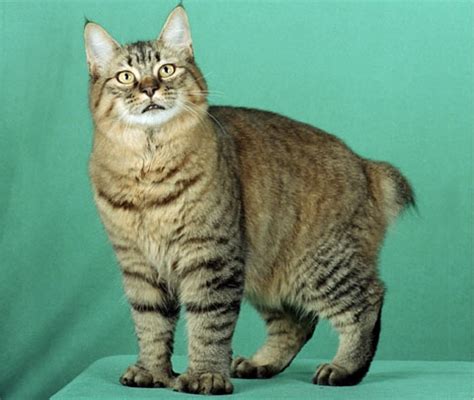 Small Exotic Cat Breeds With Pictures