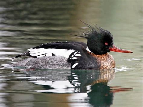 What Is The Difference Between Red Breasted Merganser And Common