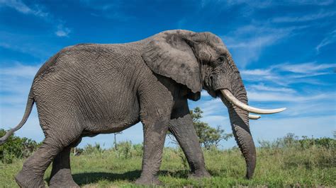 High Resolution Elephant Images Woodslima