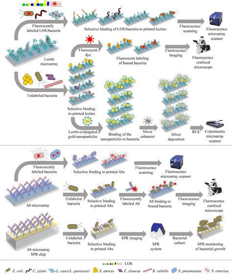 Frontiers Microarray Strategies For Exploring Bacterial Surface