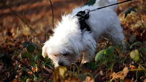 Cómo Evitar Que Un Cachorro Se Coma Todo