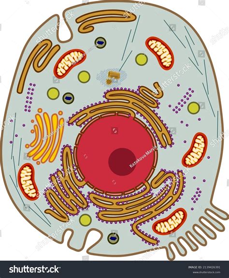 Im Genes De Peroxisoma Estructura Im Genes Fotos Y Vectores De