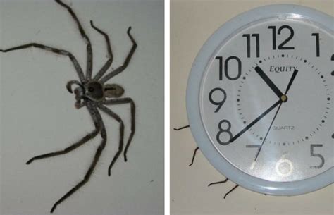 Clock Spider Size | Bruin Blog